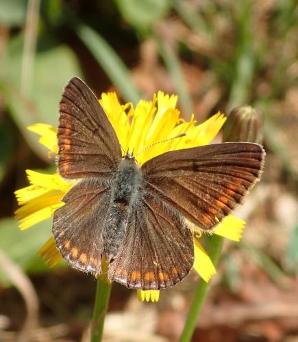 Polyommatus icarus